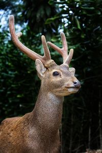 Close-up of stag standing in forest