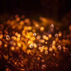 A beautiful cotton-grass heads in the warm sunset light. white fluffy cotton-grass flowers.