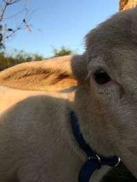 Close-up of horse against clear sky