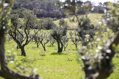 Trees and plants growing on field