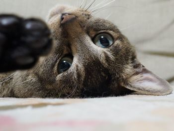Close-up portrait of a cat