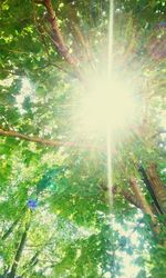 Low angle view of trees against sky