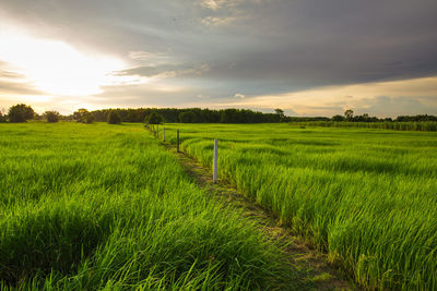 Scenic view of agricultural field against sky during sunset