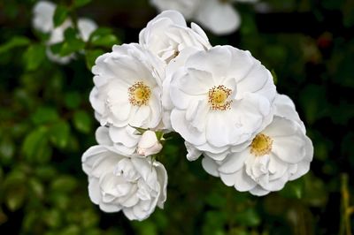 Close-up of white flowering plants in park