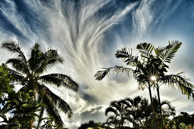 Low angle view of palm trees against cloudy sky