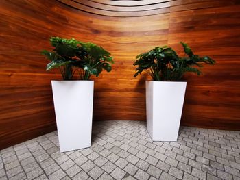 High angle view of potted plant on table