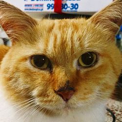 Close-up portrait of cat