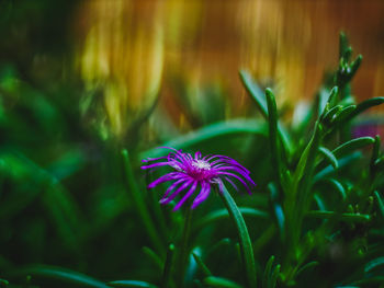 Close-up of purple flowering plant