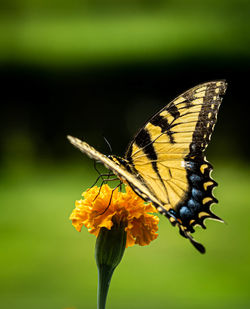 Close-up of butterfly pollinating on flower