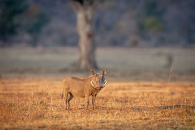 Lion standing in a field