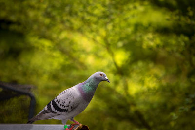 Close-up of seagull perching on plant