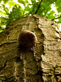 Low angle view of tree trunk