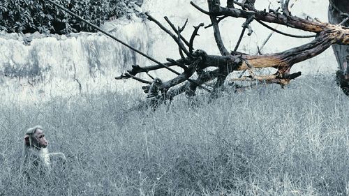 Bare tree in snow