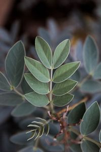 Close-up of leaves on plant