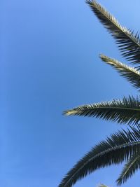 Low angle view of palm tree against clear blue sky