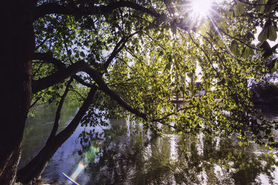 Sunlight streaming through trees in lake