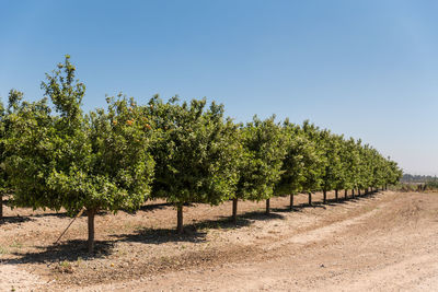 Trees on field against clear sky