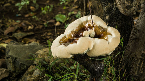 Close-up of mushrooms