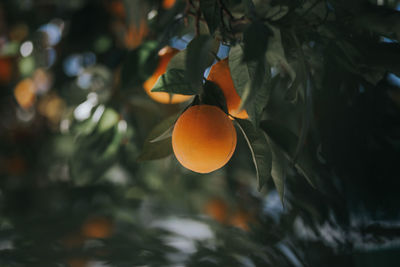 Close-up of orange fruits on tree