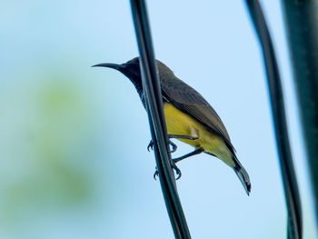 Low angle view of bird perching on plant against sky