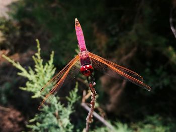 Close-up of dragonfly