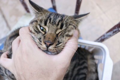 Close-up of hand holding cat