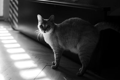 Cat sitting on floor