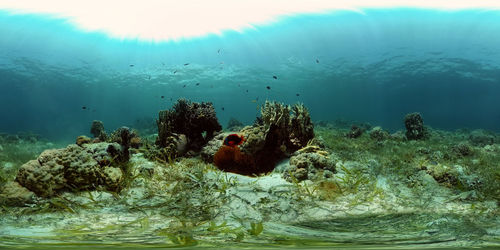 The underwater world of coral reef with fishes at diving. philippines. 360 panorama vr