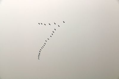 Low angle view of birds flying in sky