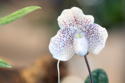 Close-up of white flowering plant