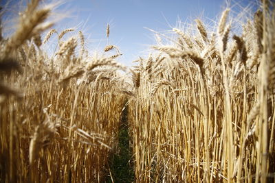 Close-up of wheat growing on field against sky