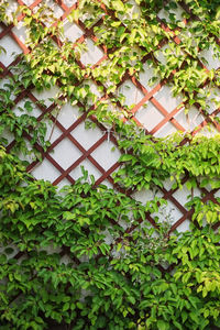 Close-up of ivy growing on building