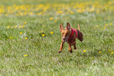 Pharaoh hound dog in red shirt running and chasing lure in the field on coursing competition