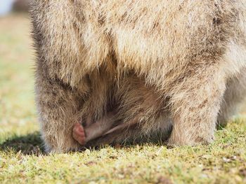 Close-up of an animal on field