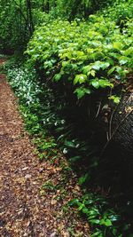 Plants and trees in forest