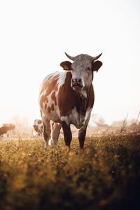 Cow standing on land