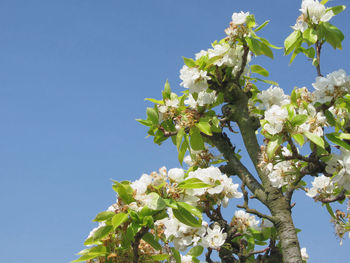 Low angle view of white flowers blooming on tree