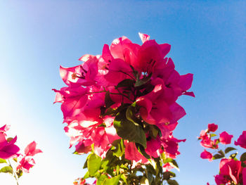 Low angle view of pink flowers against clear sky