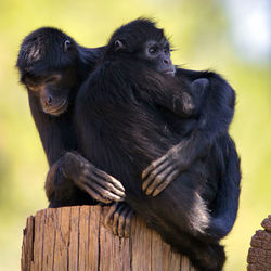 Monkey sitting on wood