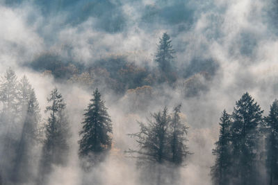 Für trees in forest on a foggy morning. 