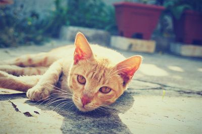 Portrait of ginger cat sitting outdoors