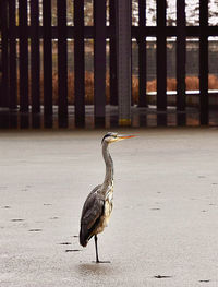 View of bird in the water