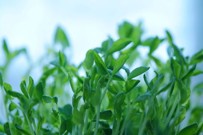 Close-up of fresh green plant