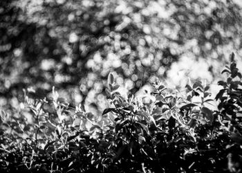 Full frame shot of plants