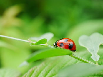 Close-up of ladybug on leaf