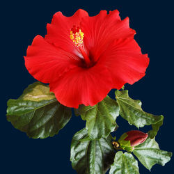 Close-up of red hibiscus flower against black background