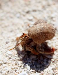 Close-up of hermit crab on sand 