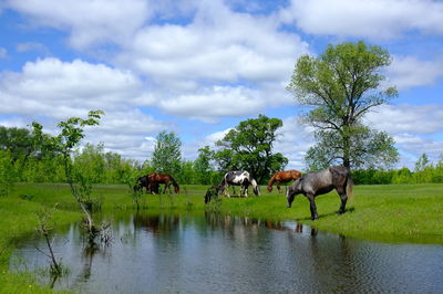 Horses in a farm