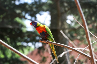 Close-up of parrot perching on tree