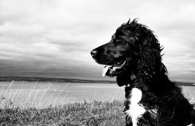 Dog looking away on field